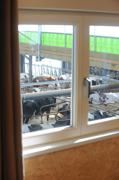 Door het raam belijk je de koeien.